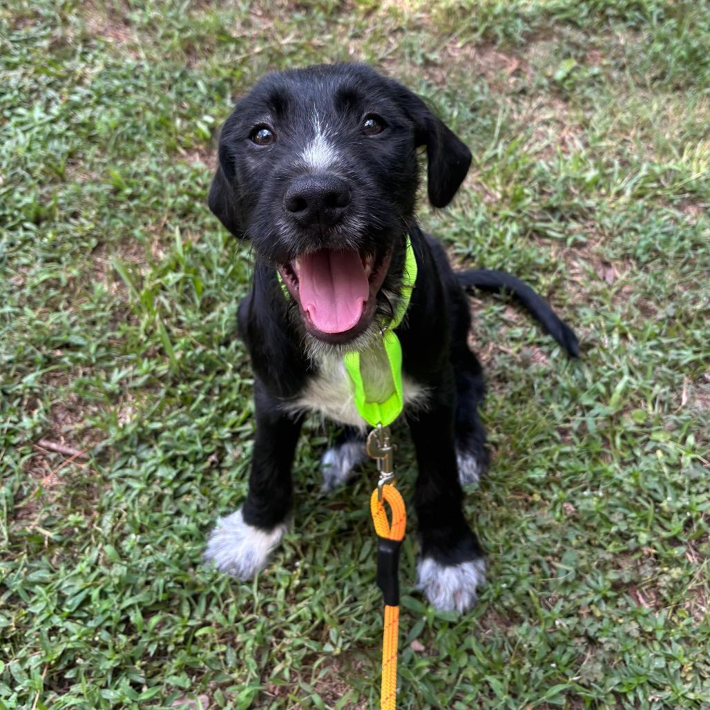 Porter, Adoptable, Puppy Male Great Dane & Poodle.