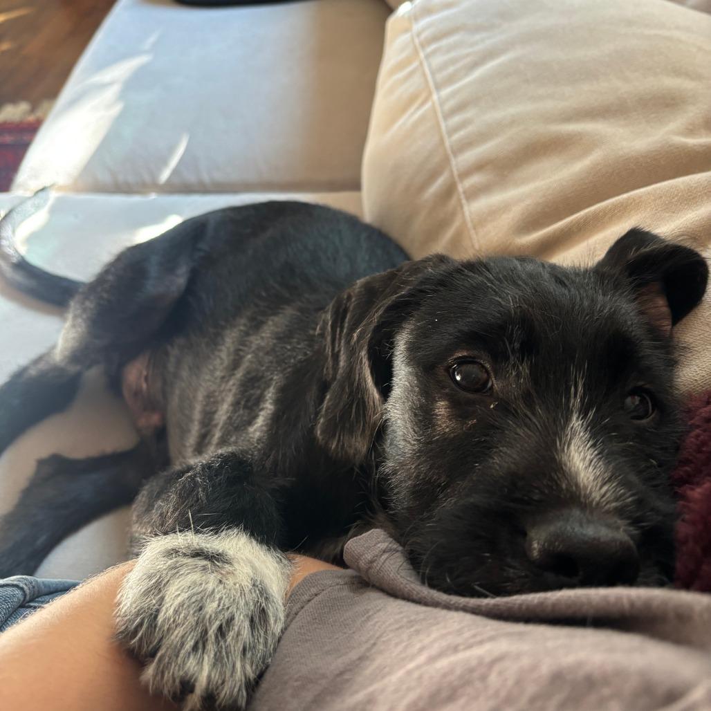Enlarge Porter, a Adoptable mixed breed in Raleigh, NC image 2/4