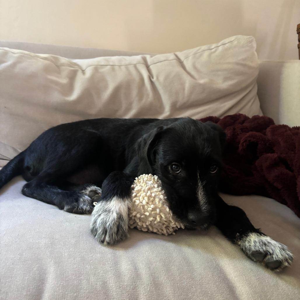 Enlarge Porter, a Adoptable mixed breed in Raleigh, NC image 3/4
