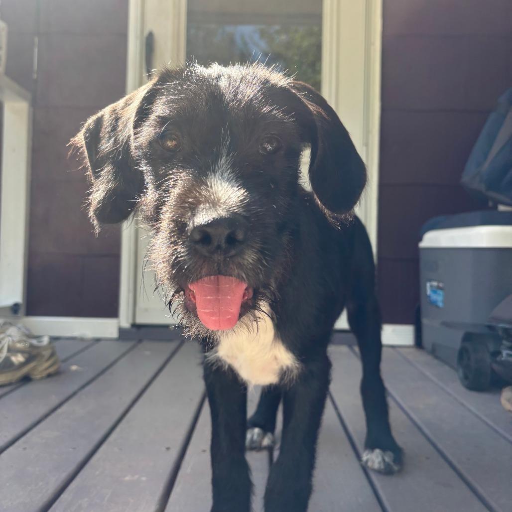 Enlarge Porter, a Adoptable mixed breed in Raleigh, NC image 4/4