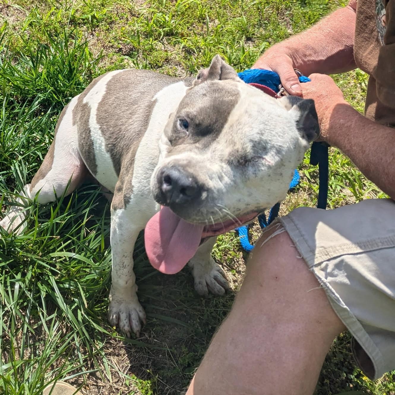 Haze, a Adoptable Mixed Breed in CAPE MAY, NJ image 5/5