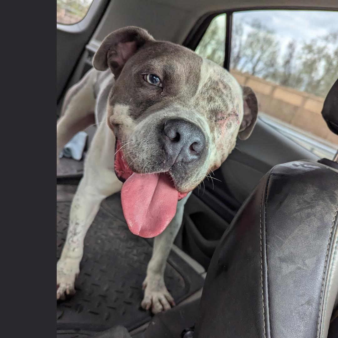 Haze, a Adoptable Mixed Breed in CAPE MAY, NJ image 3/5