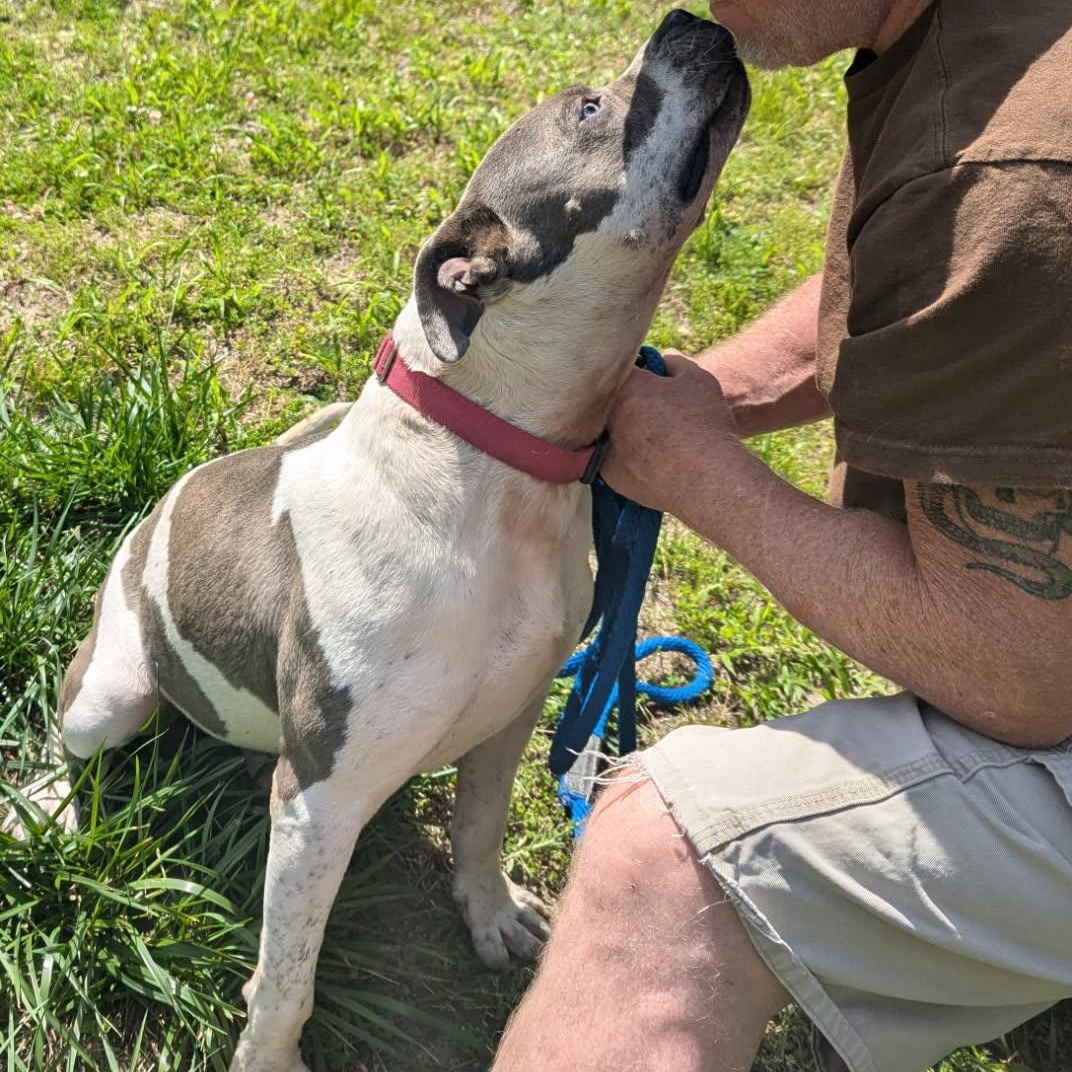 Haze, a Adoptable Mixed Breed in CAPE MAY, NJ image 4/5