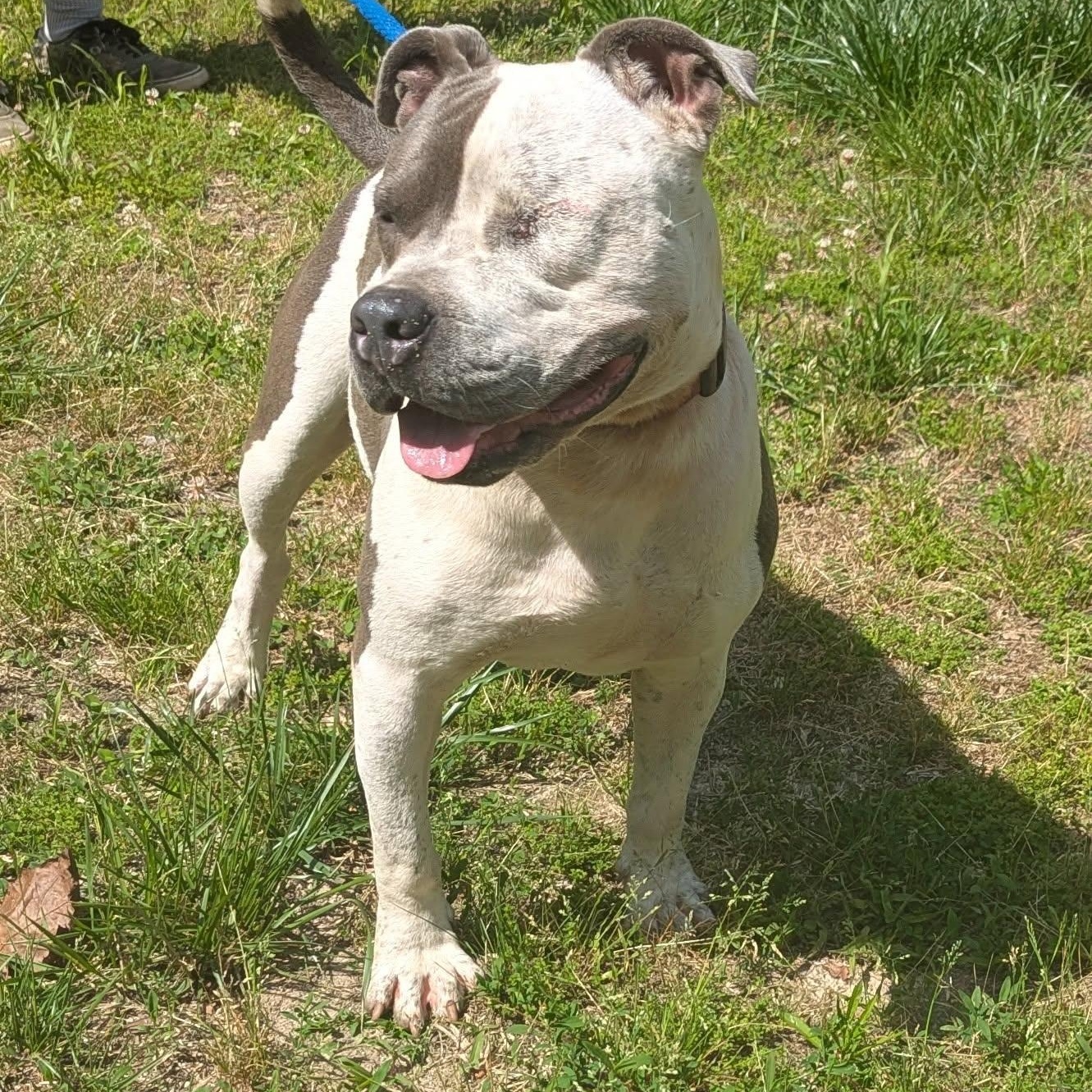 Haze, a Adoptable Mixed Breed in CAPE MAY, NJ image 2/5