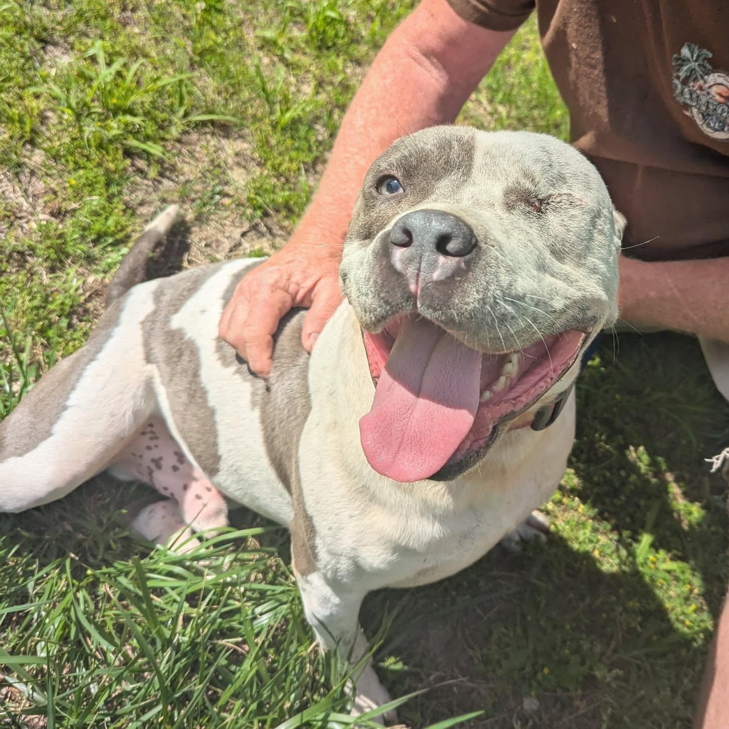 Haze, a Adoptable Mixed Breed in CAPE MAY, NJ image 1/5