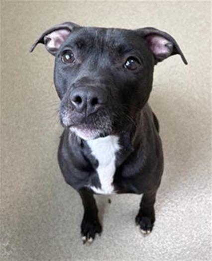 MADDY, Adoptable, Adult Female Pit Bull Terrier & Mixed Breed.