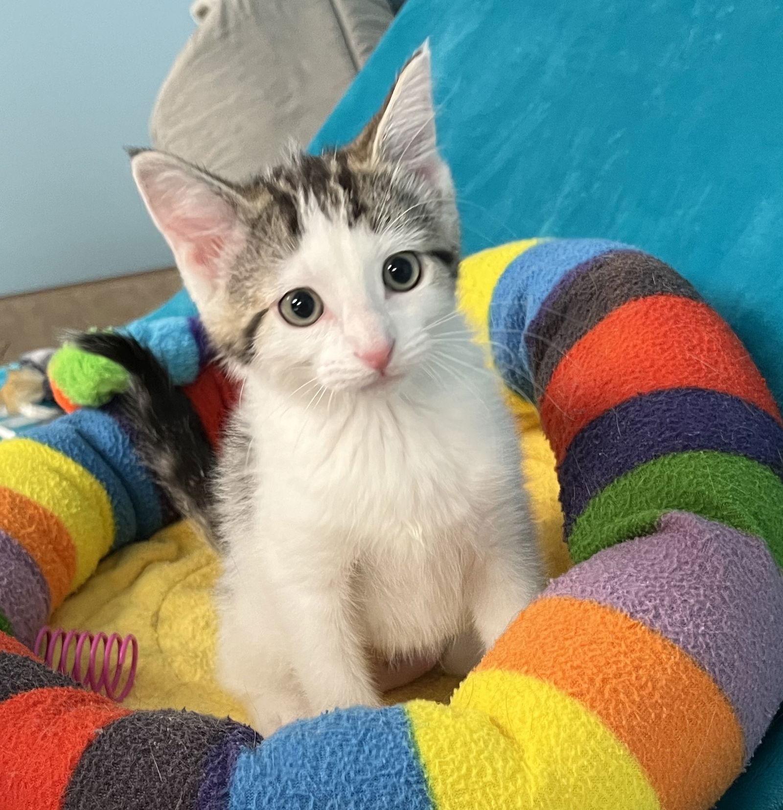 Enlarge Mercedes, a Adopted Domestic Long Hair in Greenville, IL image 1/1