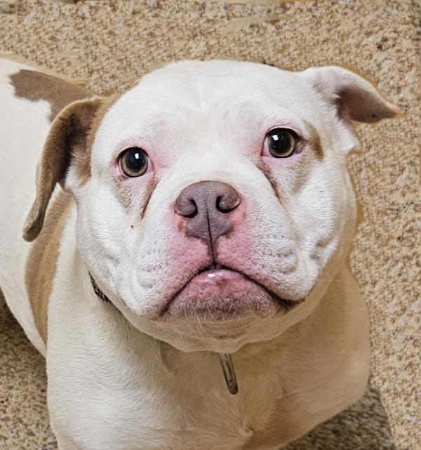 Hummus, Adoptable, Adult Female American Bully.