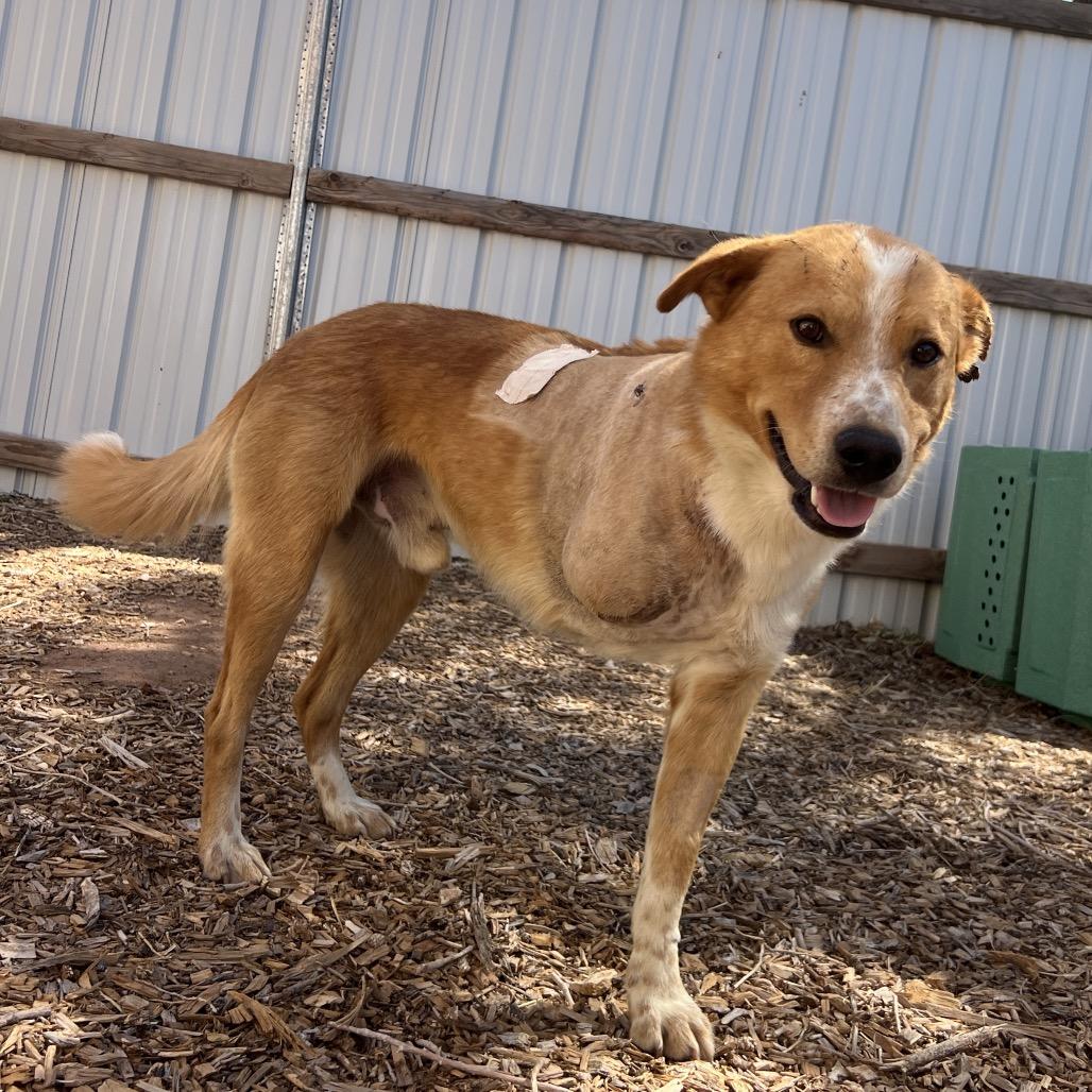 Enlarge Downtown Brown (Brownie), a Adoptable Mixed Breed in Moab, UT image 1/6