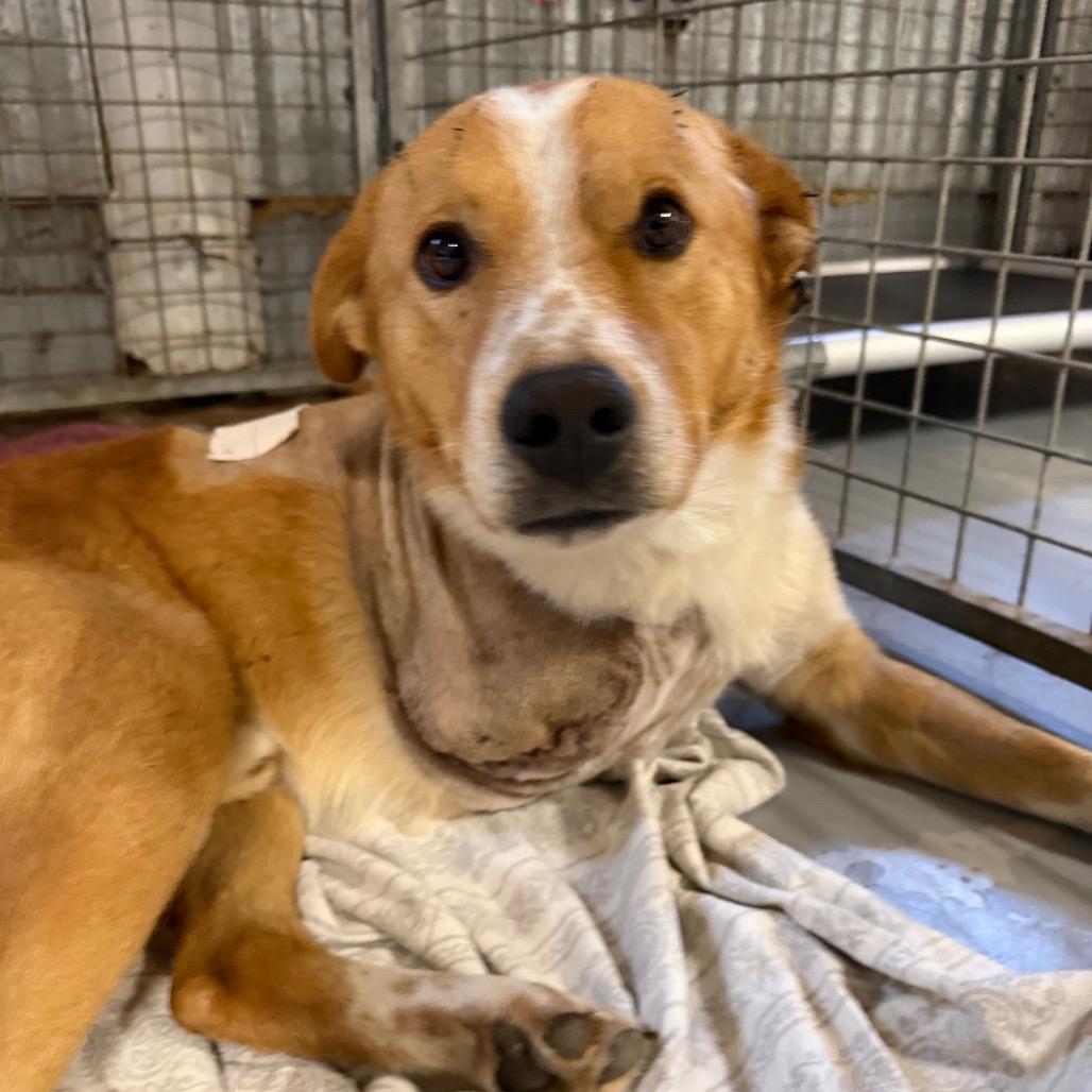 Enlarge Downtown Brown (Brownie), a Adoptable Mixed Breed in Moab, UT image 2/6