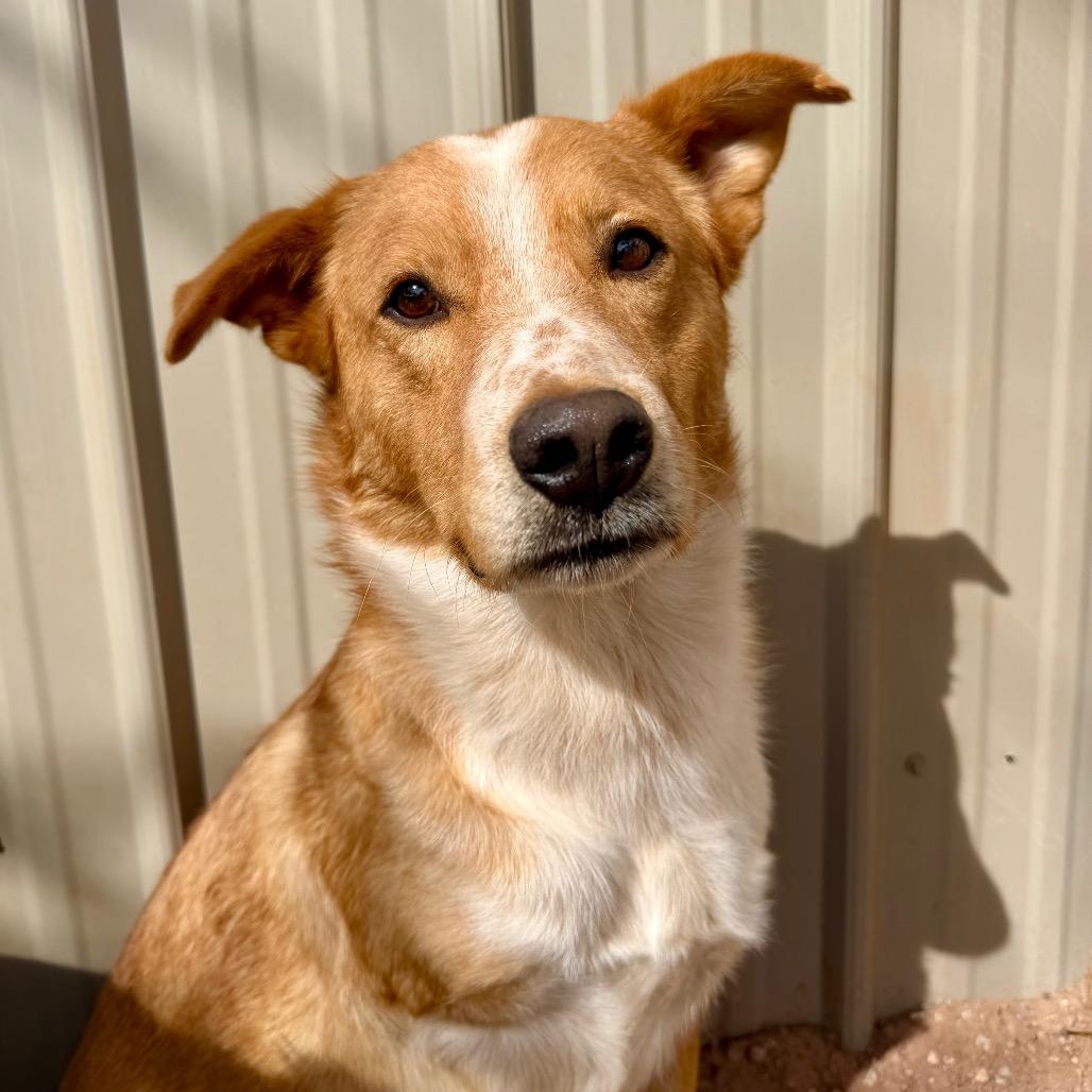 Enlarge Downtown Brown (Brownie), a Adoptable Mixed Breed in Moab, UT image 3/6