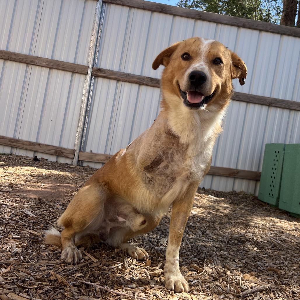 Enlarge Downtown Brown (Brownie), a Adoptable Mixed Breed in Moab, UT image 5/6