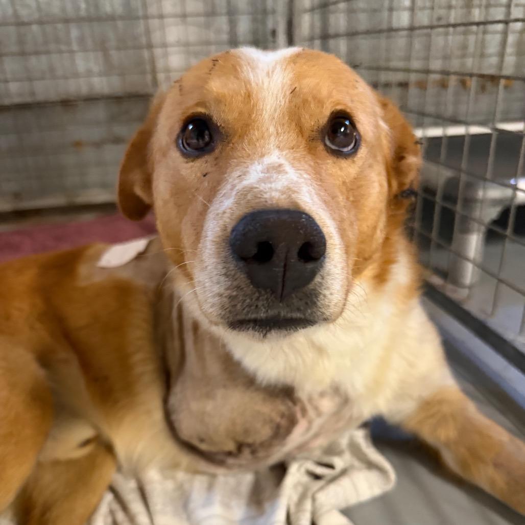 Enlarge Downtown Brown (Brownie), a Adoptable Mixed Breed in Moab, UT image 6/6