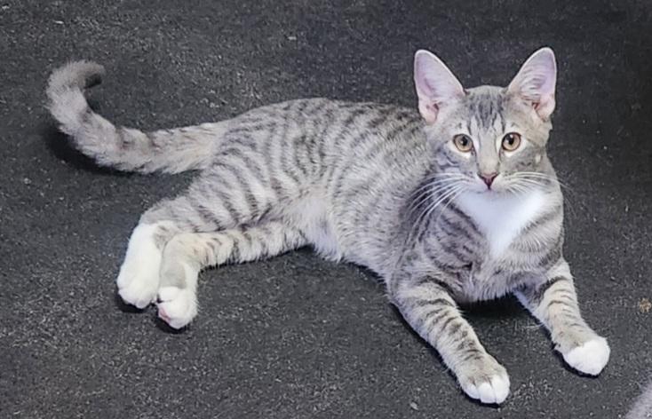 Enlarge JJ Joyful Love Bug, Human Magnet, a Adoptable Domestic Short Hair in Fayetteville, AR image 3/6