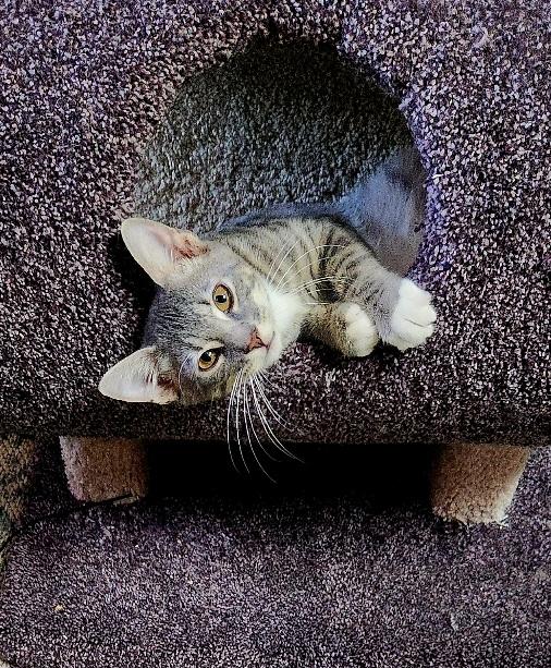 Enlarge JJ Joyful Love Bug, Human Magnet, a Adoptable Domestic Short Hair in Fayetteville, AR image 6/6