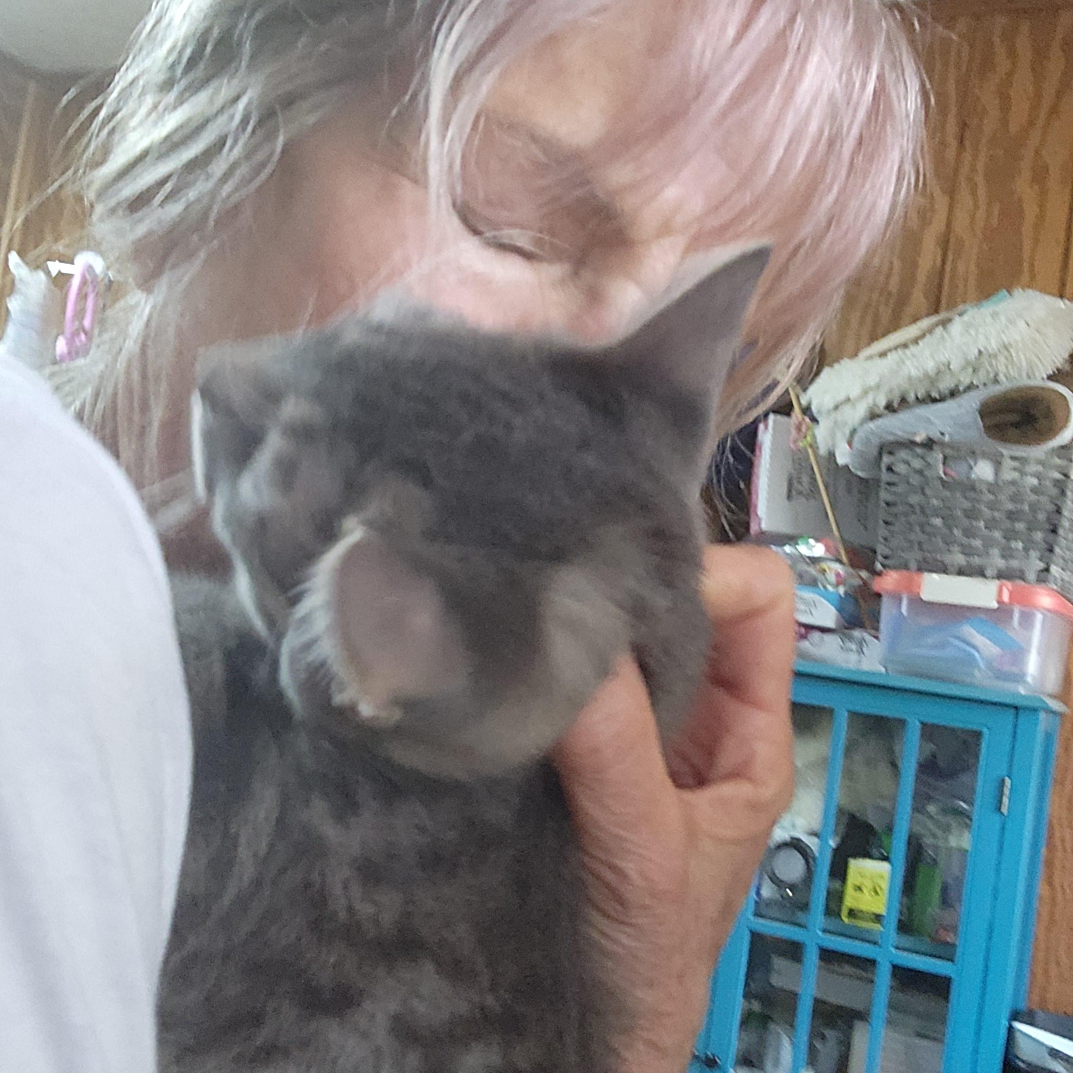 Enlarge JJ Joyful Love Bug, Human Magnet, a Adoptable Domestic Short Hair in Fayetteville, AR image 4/6
