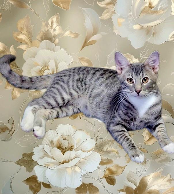 JJ Joyful Love Bug, Human Magnet, Adoptable, Young Male Domestic Short Hair.