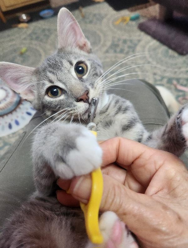Enlarge JJ Joyful Love Bug, Human Magnet, a Adoptable Domestic Short Hair in Fayetteville, AR image 5/6