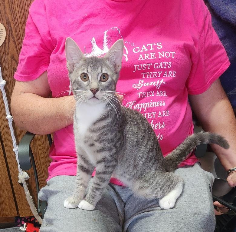 Enlarge JJ Joyful Love Bug, Human Magnet, a Adoptable Domestic Short Hair in Fayetteville, AR image 2/6
