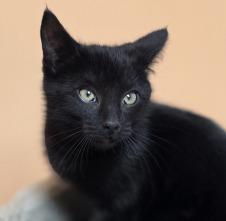 Enlarge Merriam-Webster, a Adoptable mixed breed in Richmond, BC image 1/1