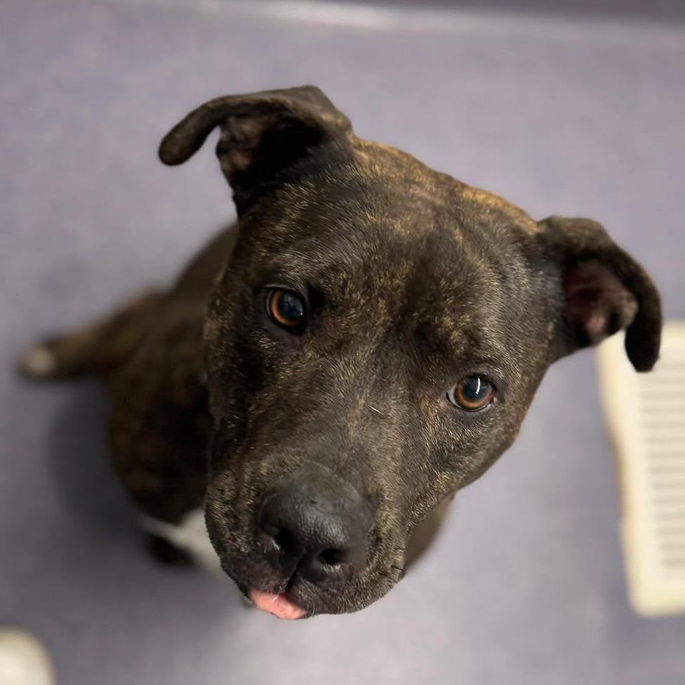 Enlarge Genovia, a Adoptable Mixed Breed in Chesapeake, VA image 2/4