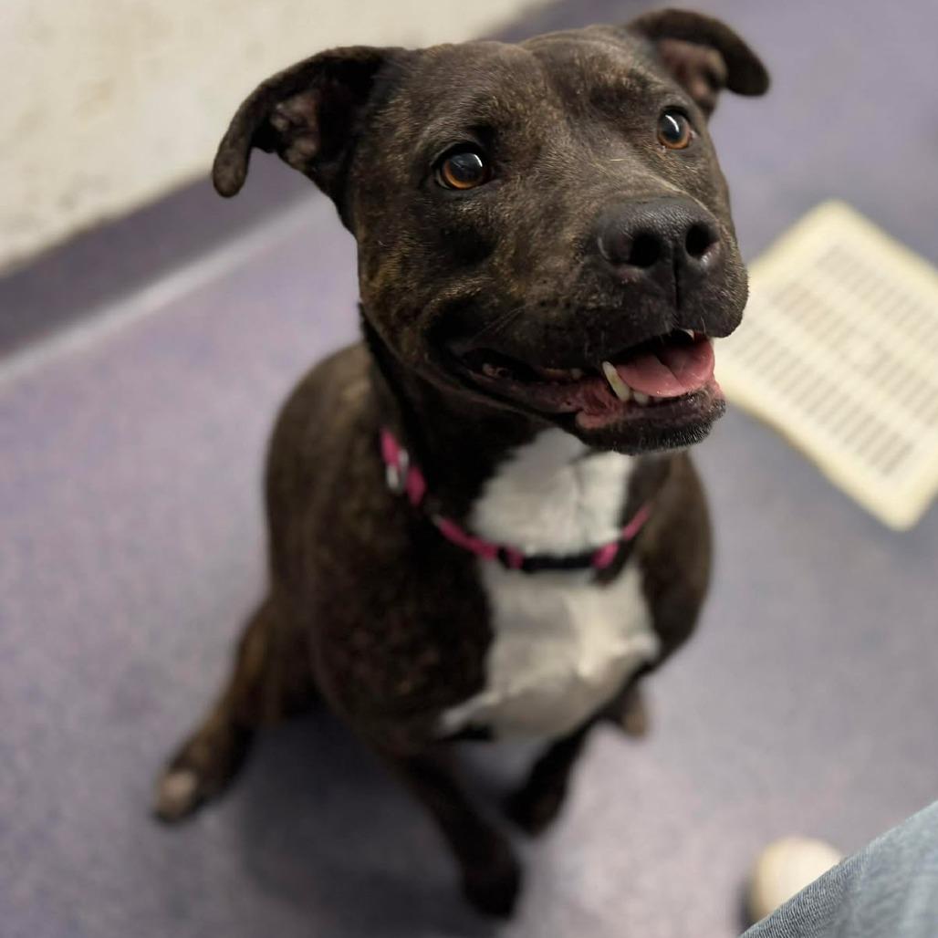 Enlarge Genovia, a Adoptable Mixed Breed in Chesapeake, VA image 3/4