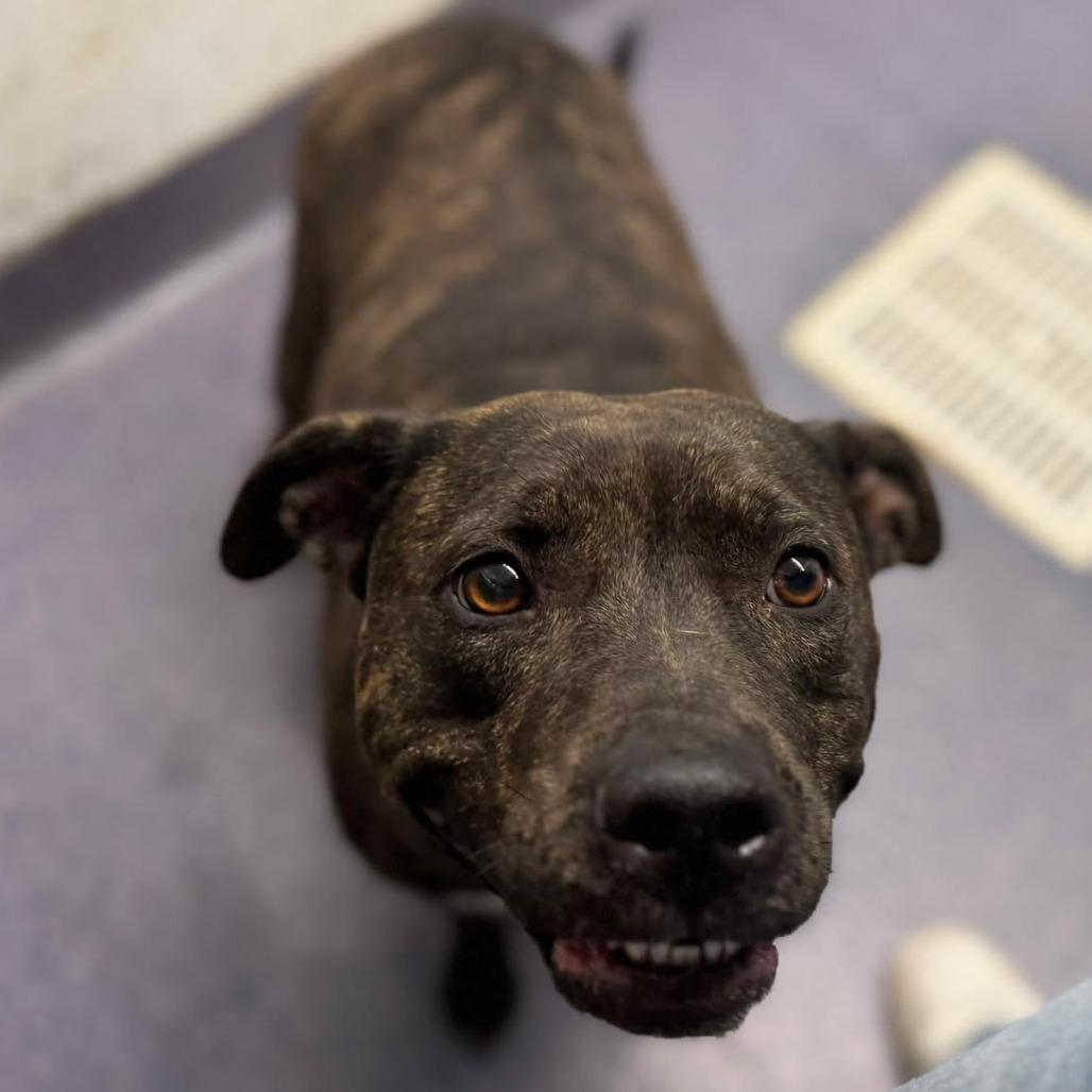 Enlarge Genovia, a Adoptable Mixed Breed in Chesapeake, VA image 4/4