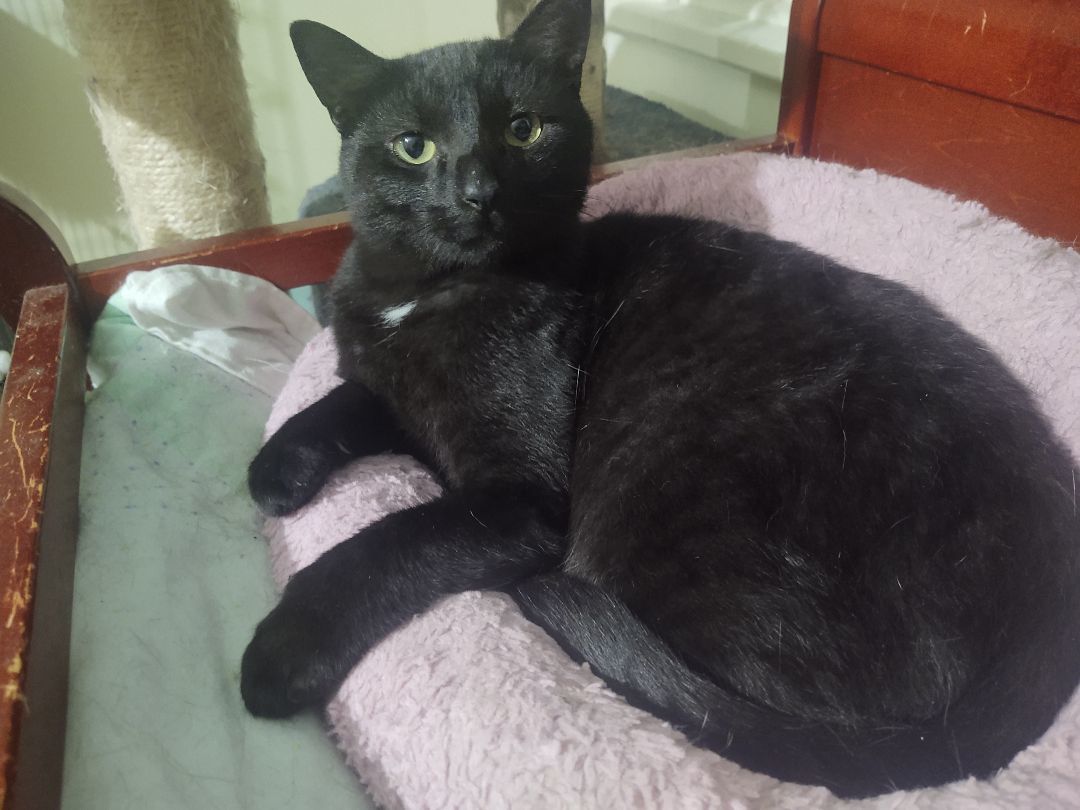 Enlarge Thyme , a Adoptable Domestic Short Hair in Buffalo, NY image 1/5