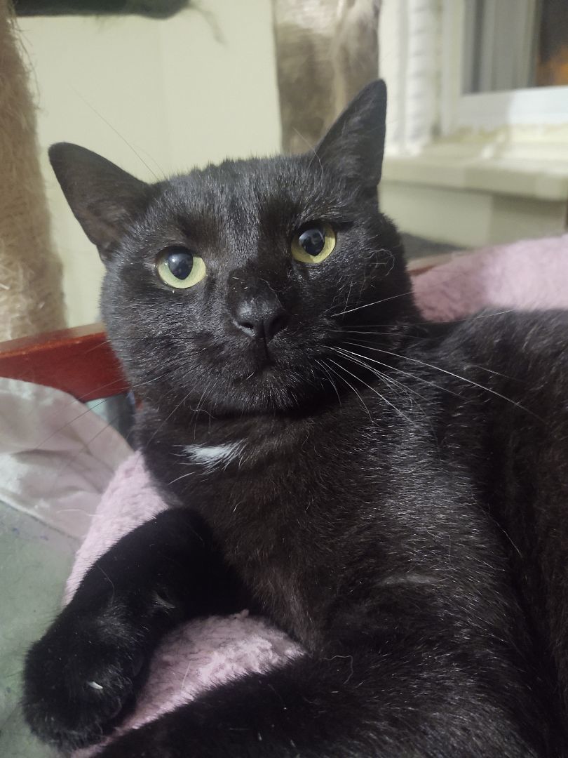 Thyme , an adoptable Domestic Short Hair in Buffalo, NY, 14215 | Photo Image 4