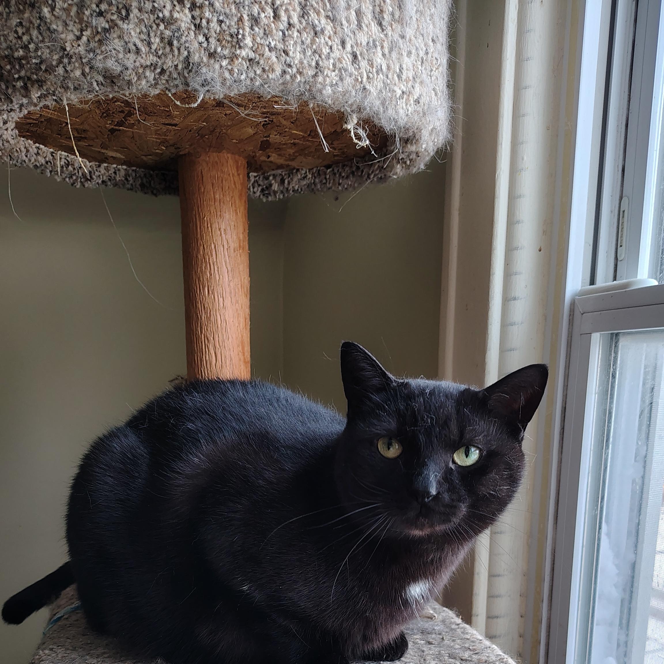 Enlarge Thyme , an adoptable Domestic Short Hair in Buffalo, NY image 2/5
