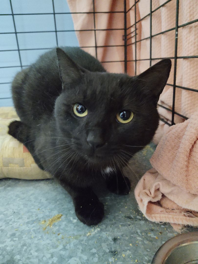 Enlarge Thyme , a Adoptable Domestic Short Hair in Buffalo, NY image 3/5