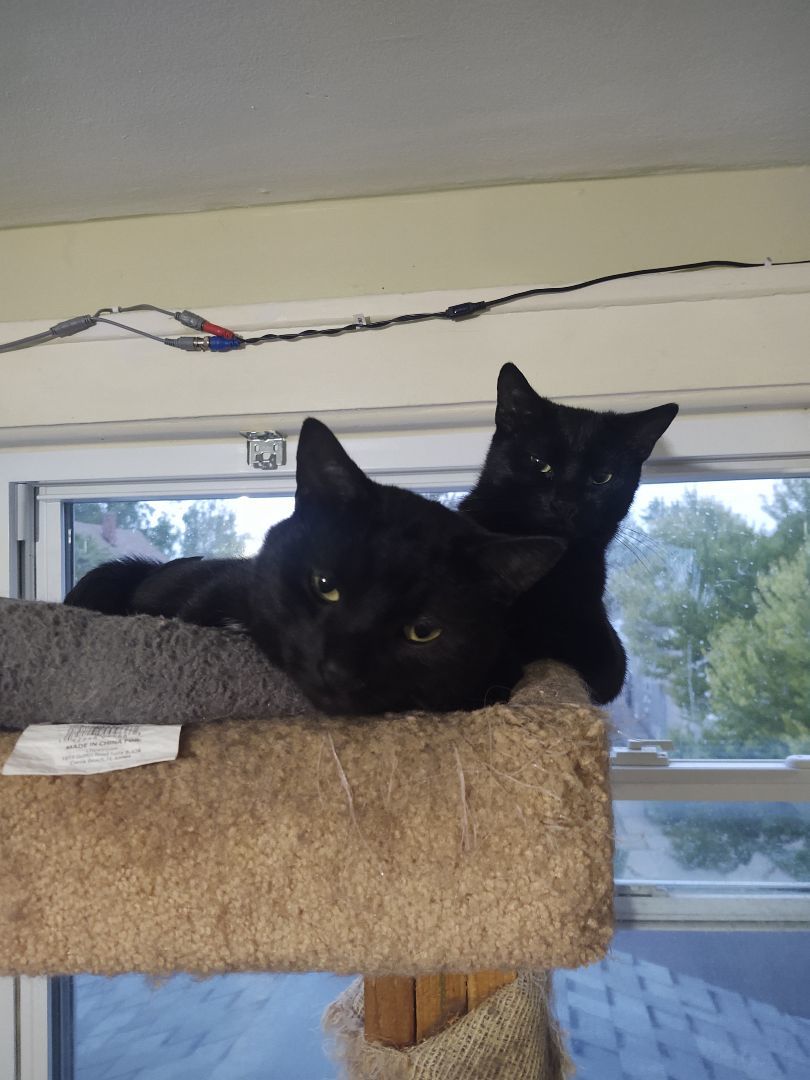 Enlarge Thyme , a Adoptable Domestic Short Hair in Buffalo, NY image 4/5