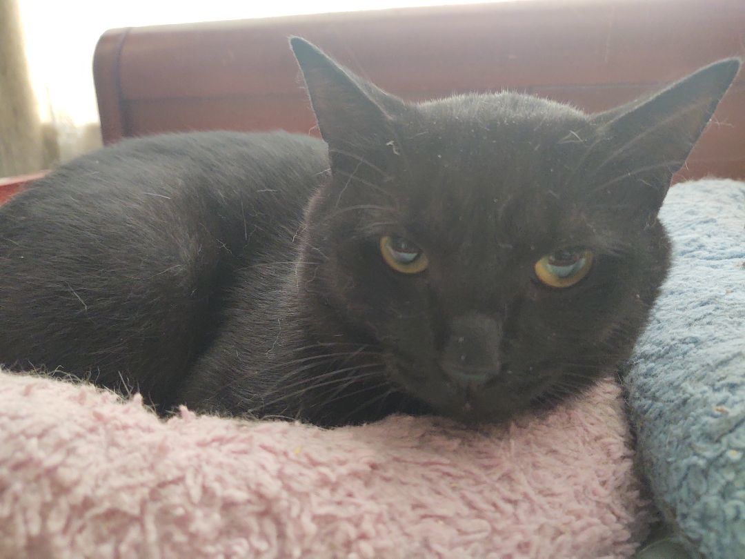 Thyme , an adoptable Domestic Short Hair in Buffalo, NY, 14215 | Photo Image 2