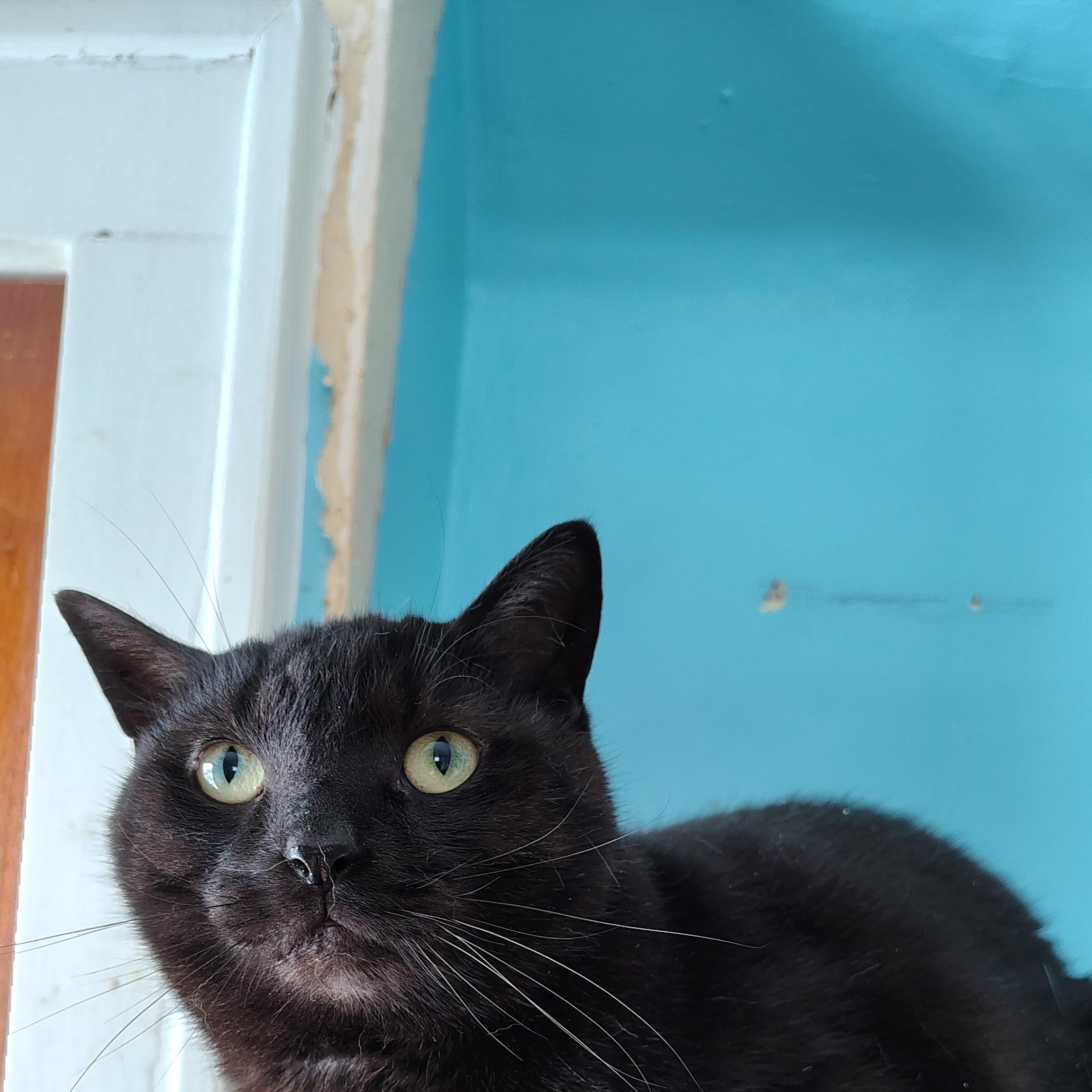 Enlarge Thyme , an adoptable Domestic Short Hair in Buffalo, NY image 1/5