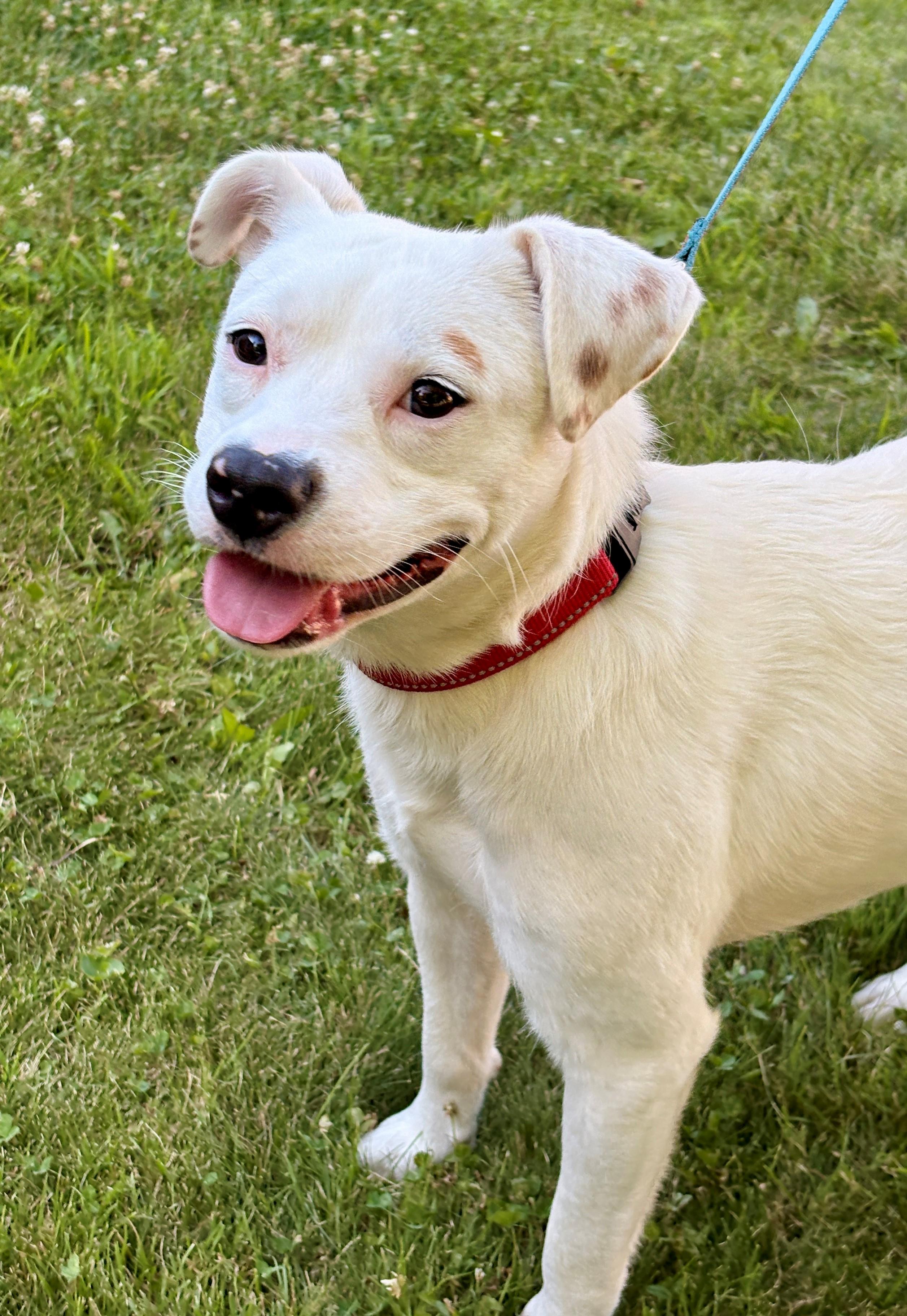 Enlarge Felix, a ADOPTABLE mixed breed in Minneapolis, MN image 4/6