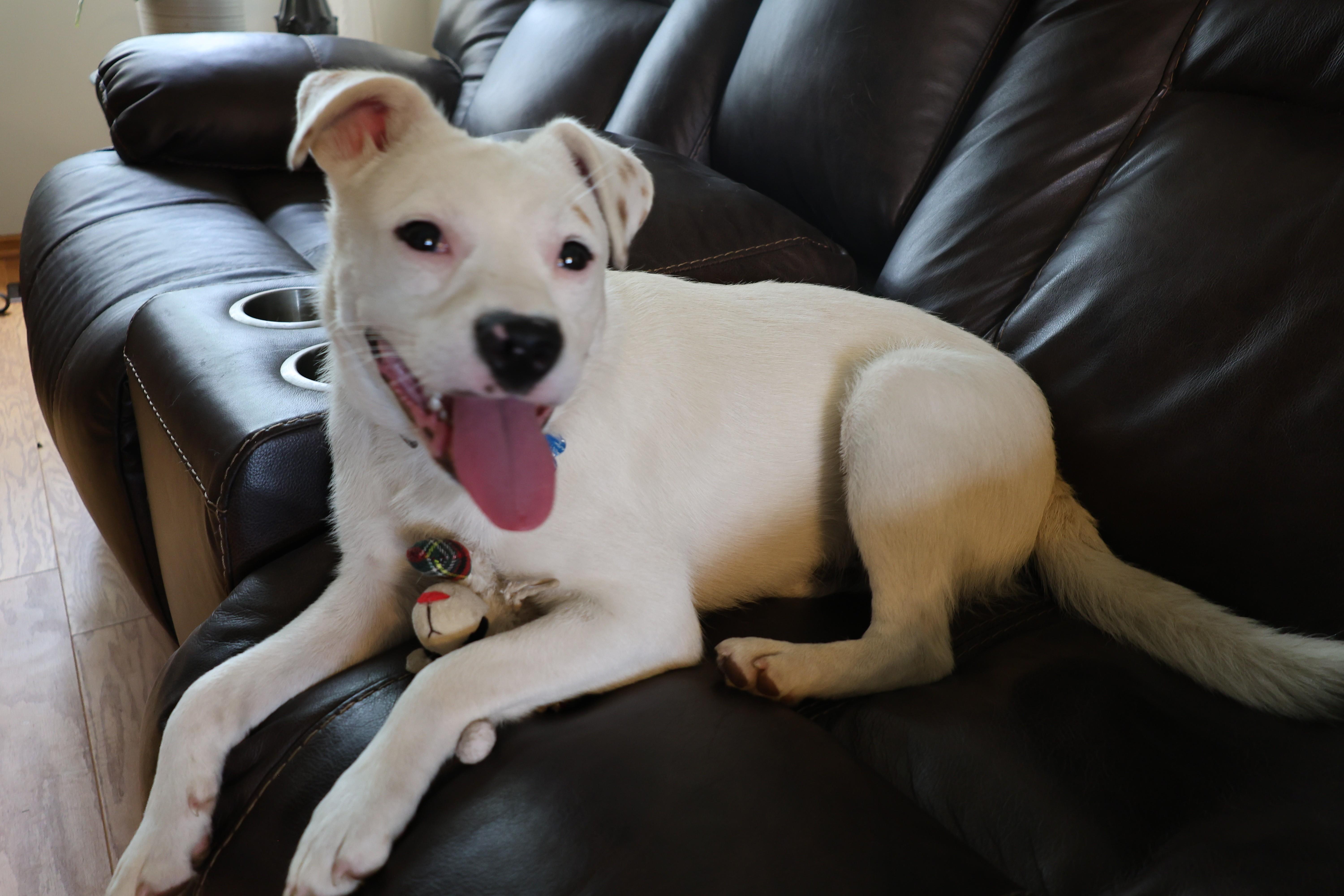 Enlarge Felix, a ADOPTABLE mixed breed in Minneapolis, MN image 2/6