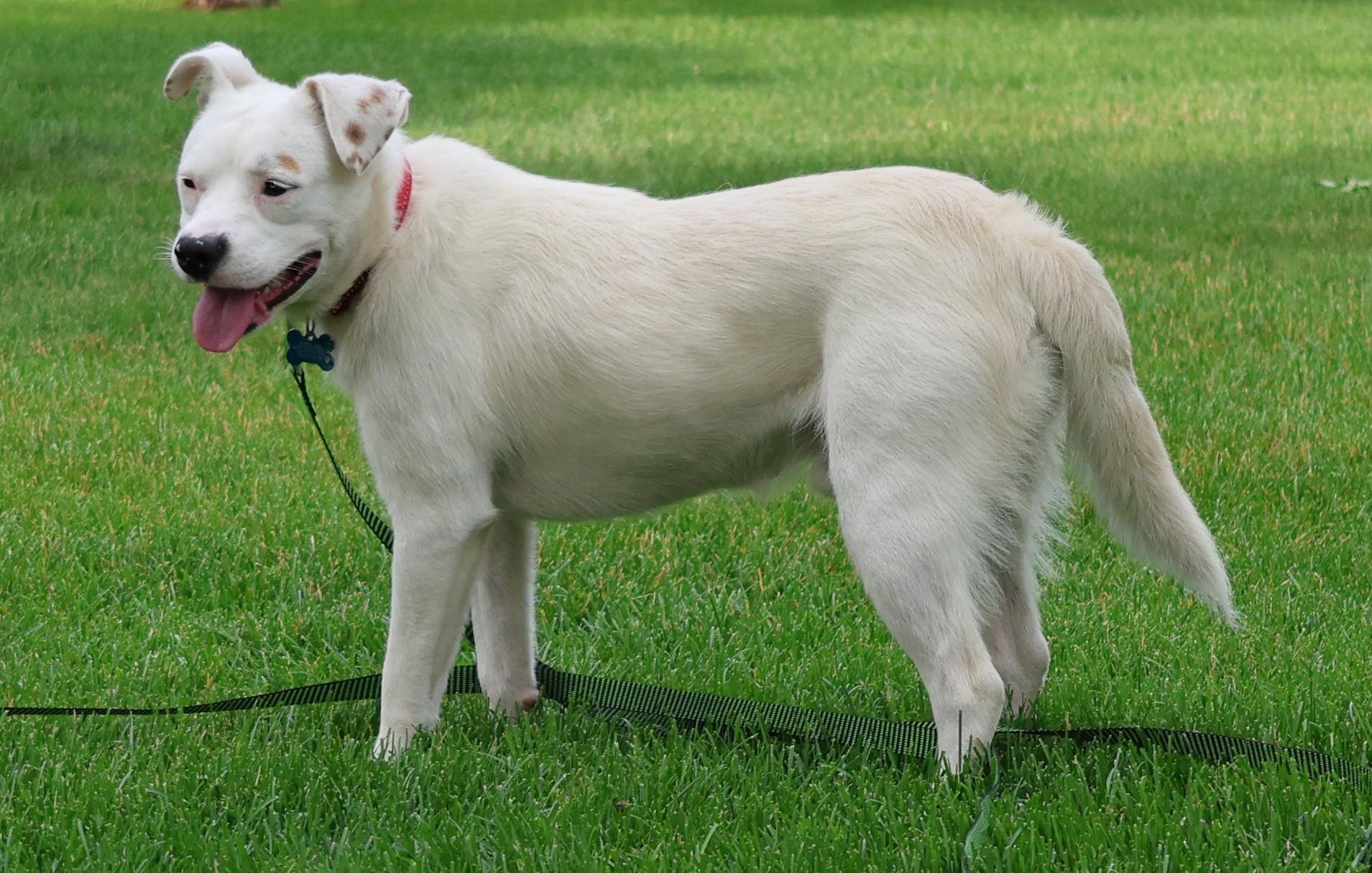 Enlarge Felix, a ADOPTABLE mixed breed in Minneapolis, MN image 3/6