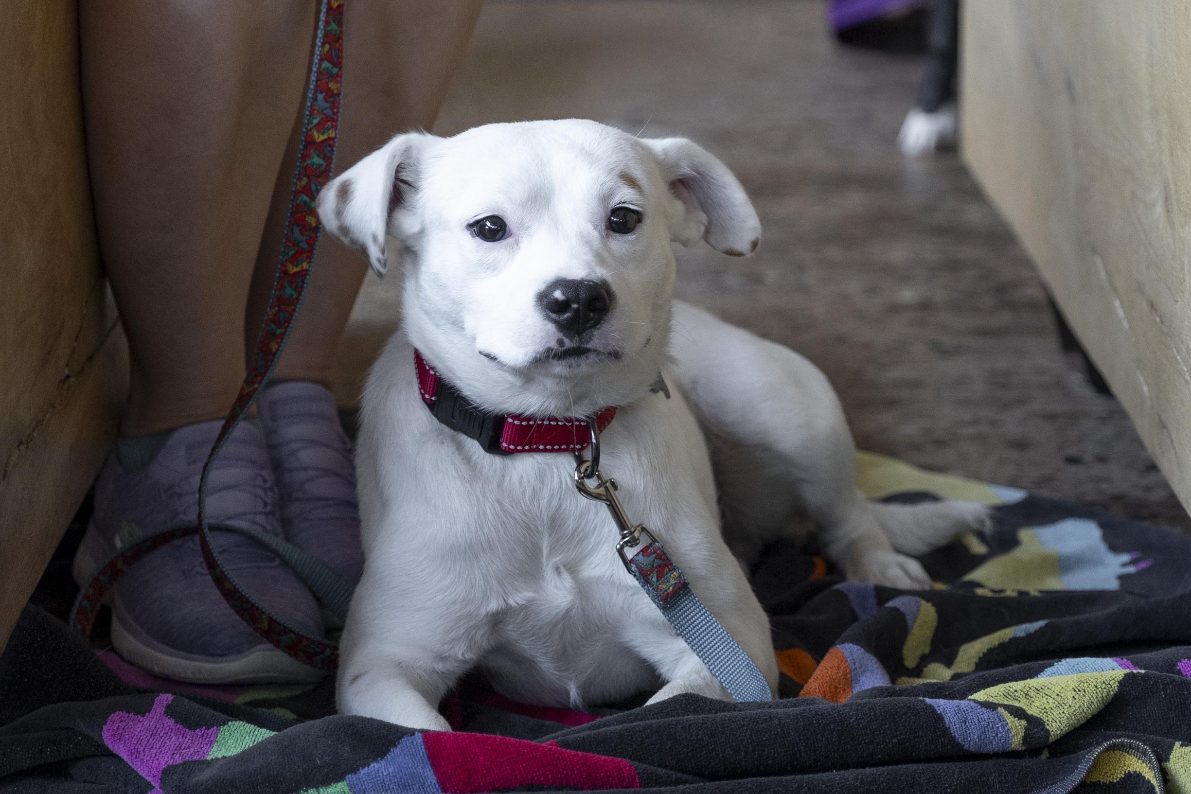 Enlarge Felix, a ADOPTABLE mixed breed in Minneapolis, MN image 6/6