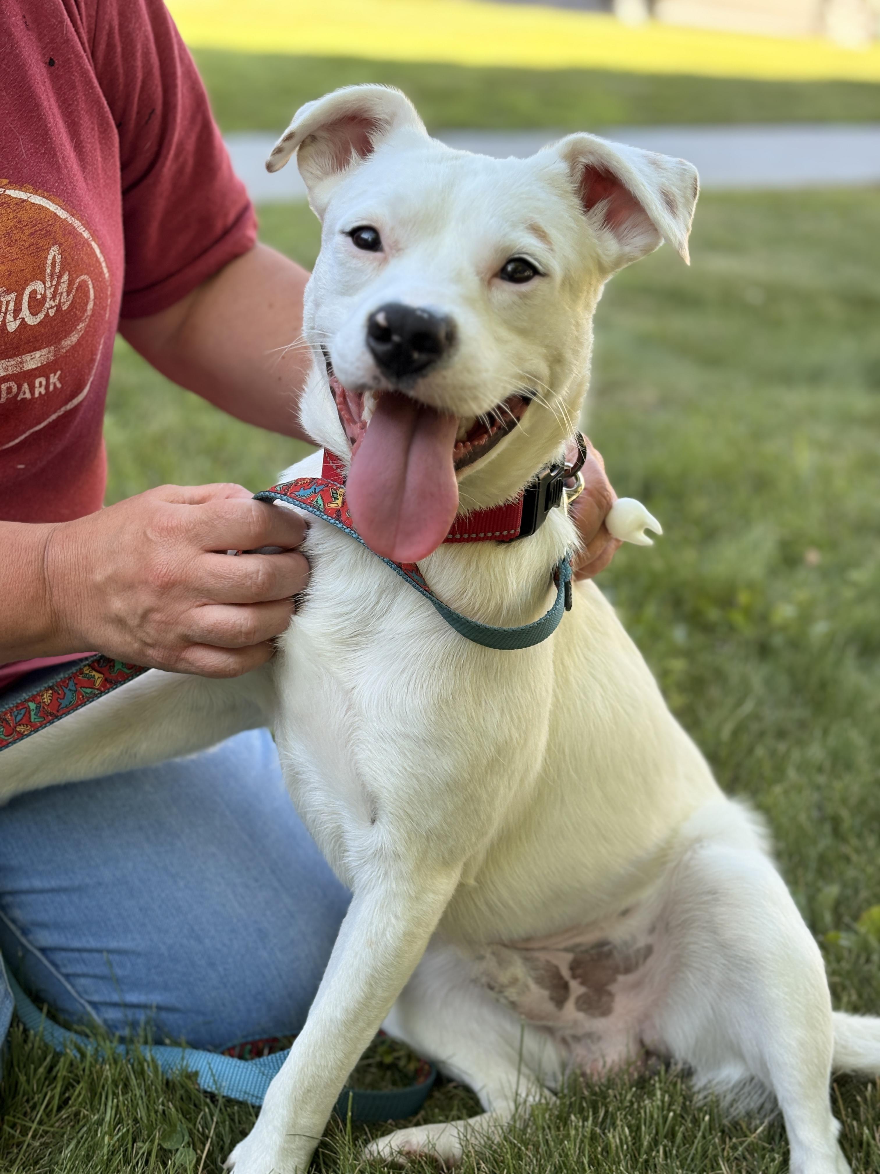 Enlarge Felix, a ADOPTABLE mixed breed in Minneapolis, MN image 1/6