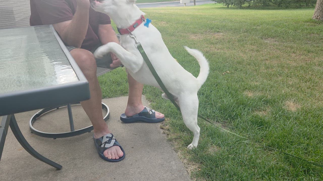 Enlarge Felix, a ADOPTABLE mixed breed in Minneapolis, MN video 5/6