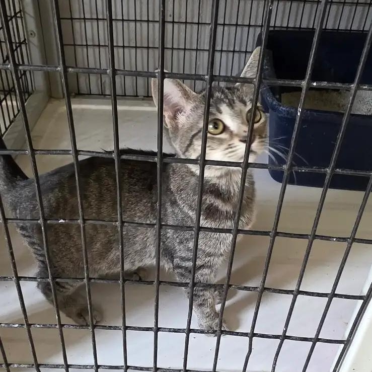 Unknown, Adoptable, Young Female Domestic Short Hair.