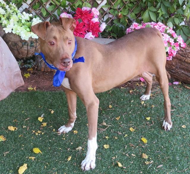 CALVIN, Adoptable, Adult Male Pit Bull Terrier & Mixed Breed.