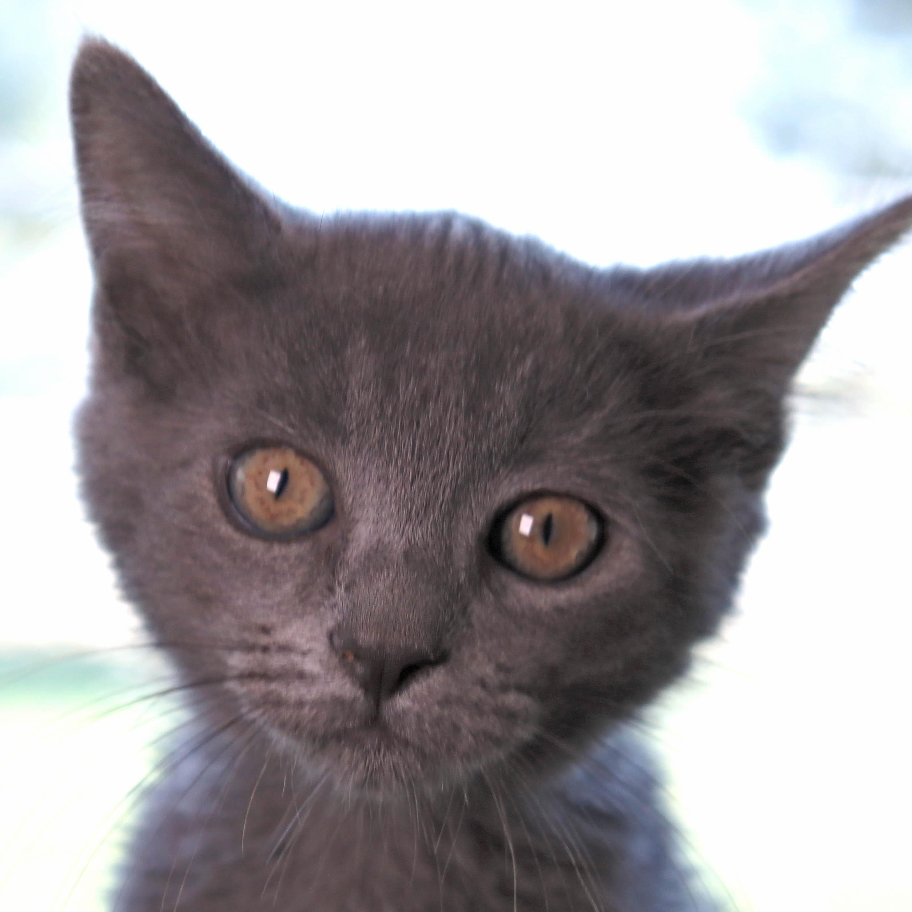 Oswald, Baby Male Domestic Short Hair