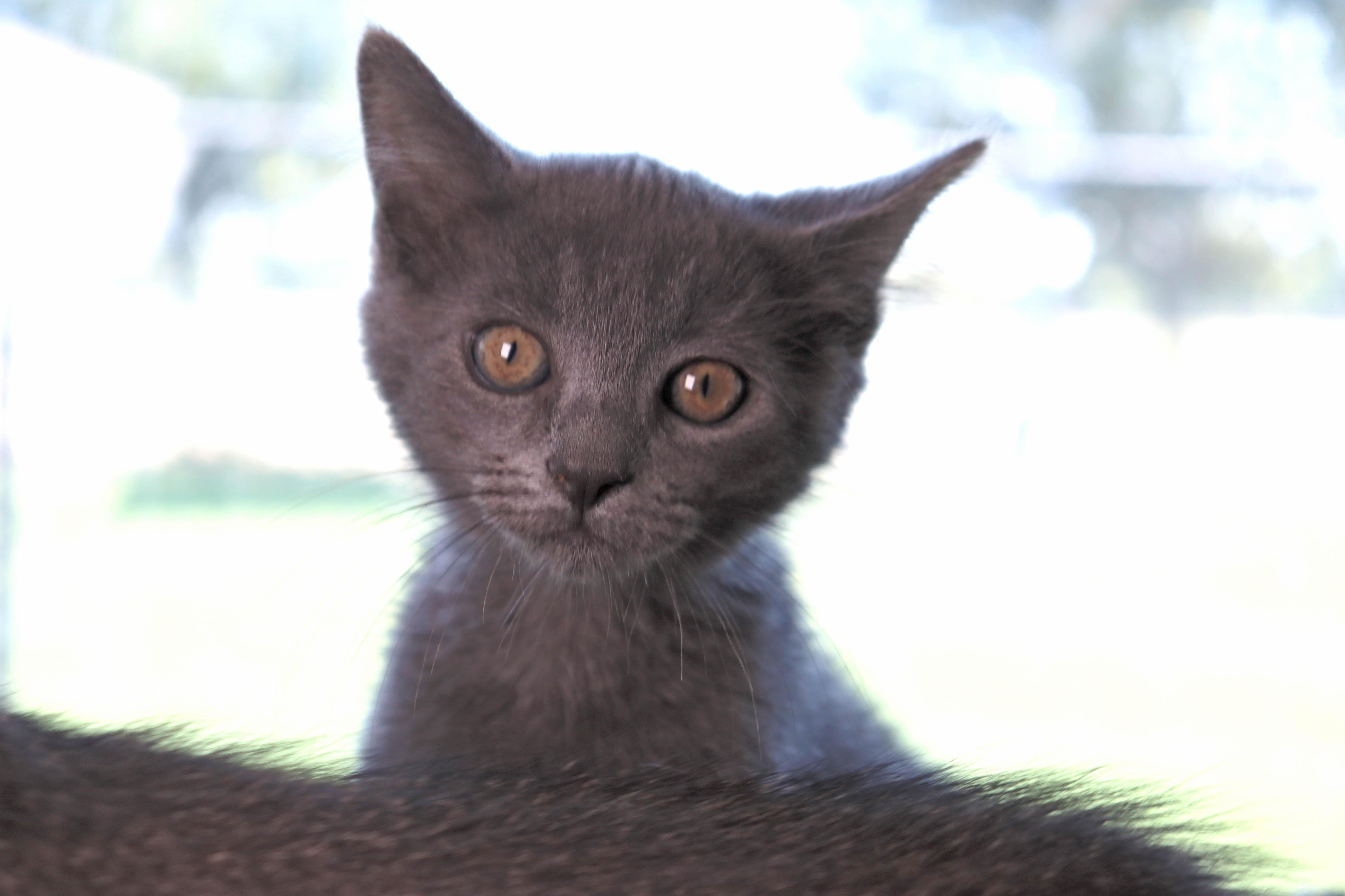 Oswald photo 2