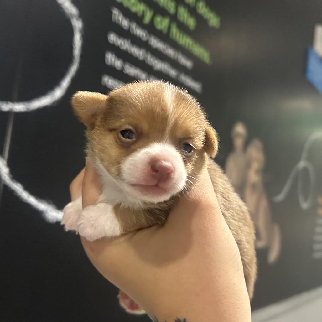 Enlarge Cupid, a Adoptable Mixed Breed in Playa Vista, CA image 2/2