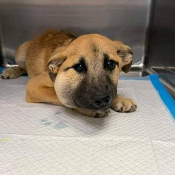 Enlarge Hope 26-05-018, a Adoptable mixed breed in Bastrop, TX image 1/1
