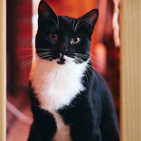 Montana, Adoptable, Adult Female Domestic Short Hair.