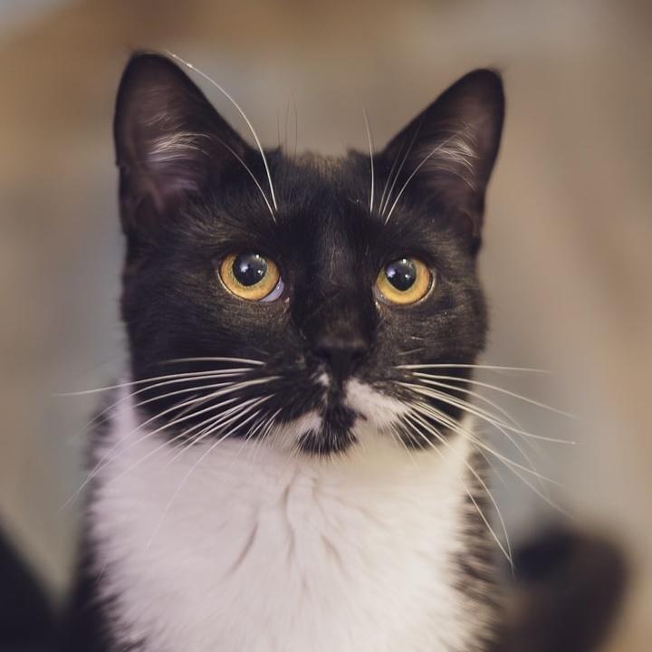 Enlarge Montana, a Adoptable Domestic Short Hair in Astoria, NY image 5/5