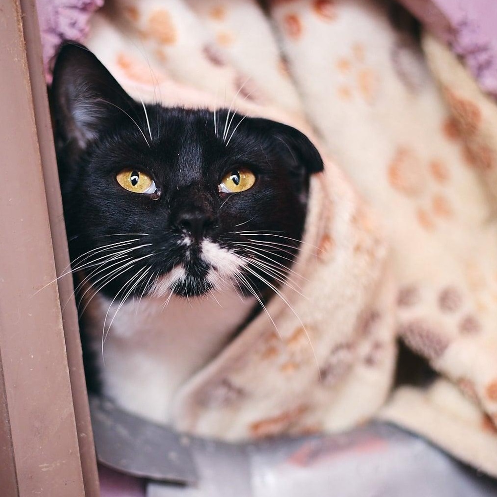 Enlarge Montana, a Adoptable Domestic Short Hair in Astoria, NY image 4/5