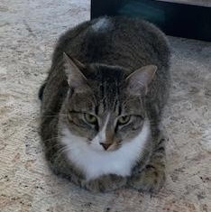 Winkie (Courtesy Post), a Adoptable Tabby in Cary, NC image 4/4